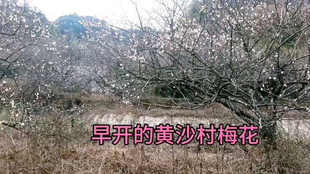 黄沙村的梅雪提早飘香了,因海拔高,别处只见零星,它却凌寒自开