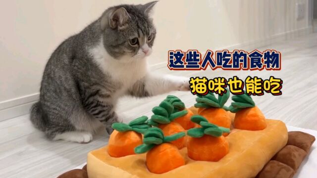 这些人吃的食物,猫咪也能吃