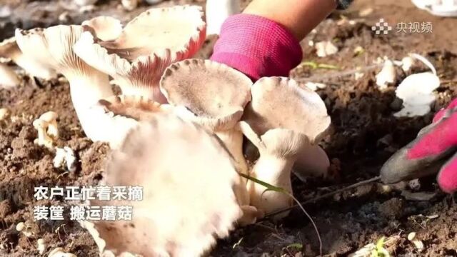 你早,河北|河北中考体育有新变化;去抖音关注“河北文旅”;医药腐败案例公布;电影开场30分钟内可退票?