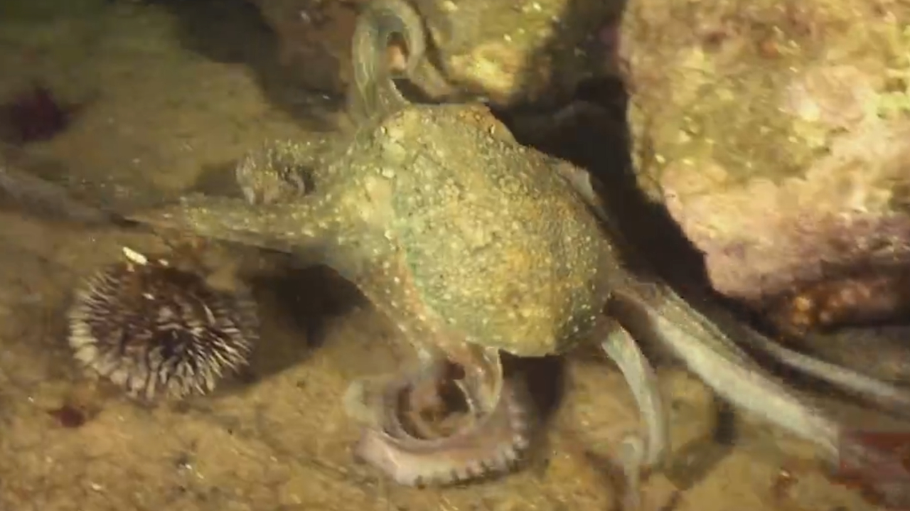 章鱼用自己的外套膜,罩住猎物藏身之处,让它们没有逃生的空间