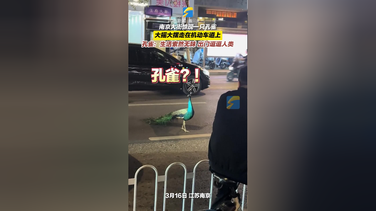 南京大街惊现一只孔雀 大摇大摆走在机动车道上 孔雀:生活索然无味