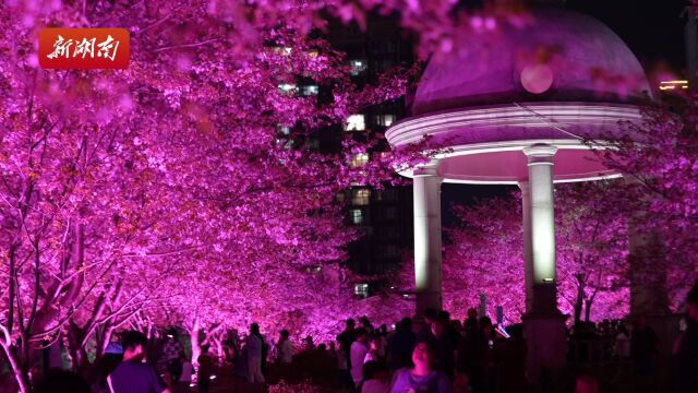 氛围感满满跟着镜头在长沙赏夜樱