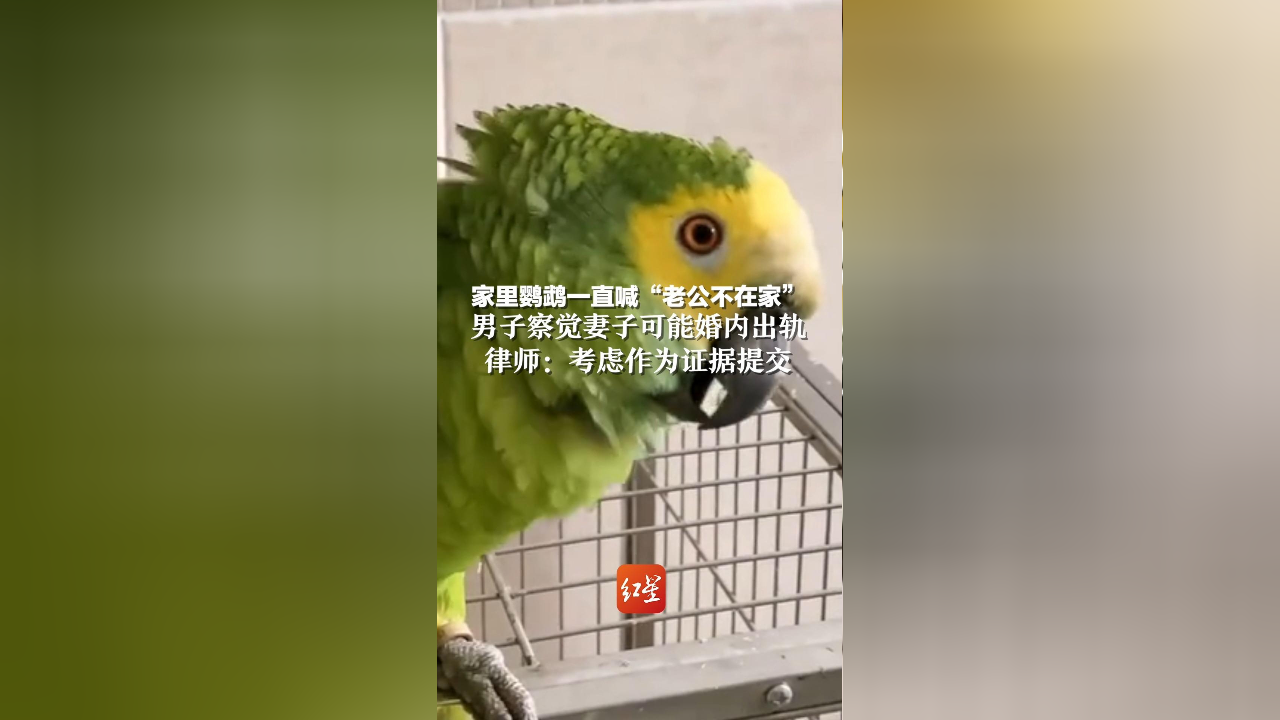 家里鹦鹉一直喊"老公不在家"男子察觉妻子可能婚内出轨,律师:考虑作为