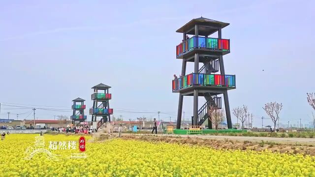 满目金黄济南吴家堡油菜花开满田野