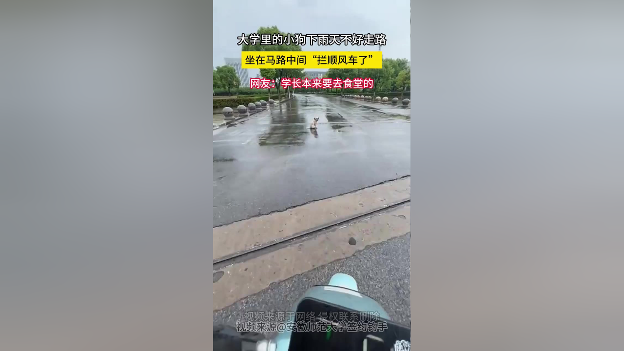 大学里的小狗下雨天不好走路坐在马路中间"拦顺风车了"网友:学长本来