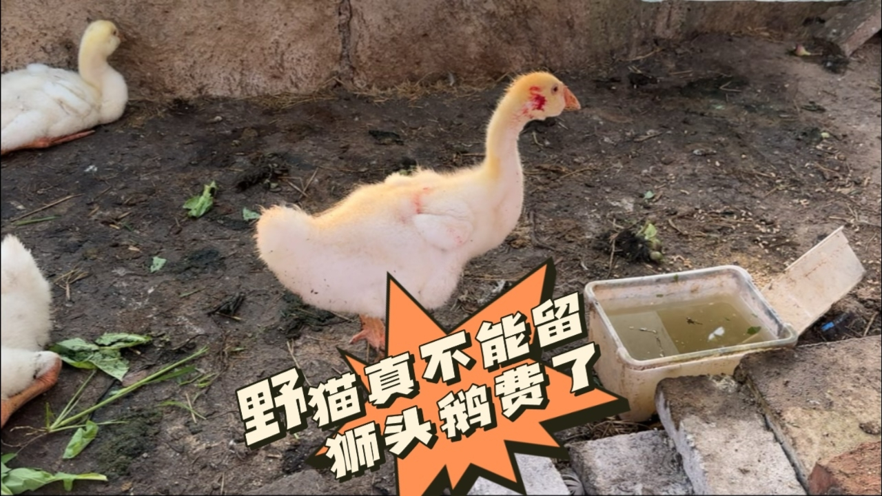 野猫真不能留,还过来抓狮头鹅,又该清理了