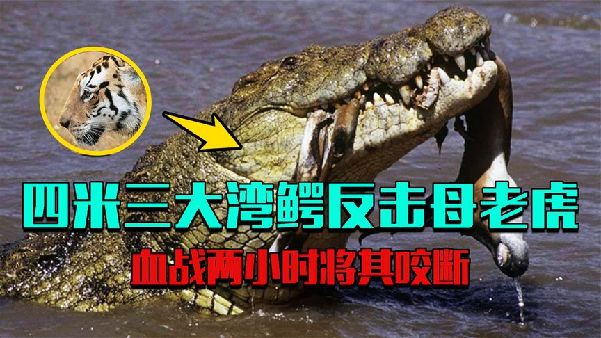 4米3大湾鳄反击"母老虎",血战2小时竟被活生生咬断!