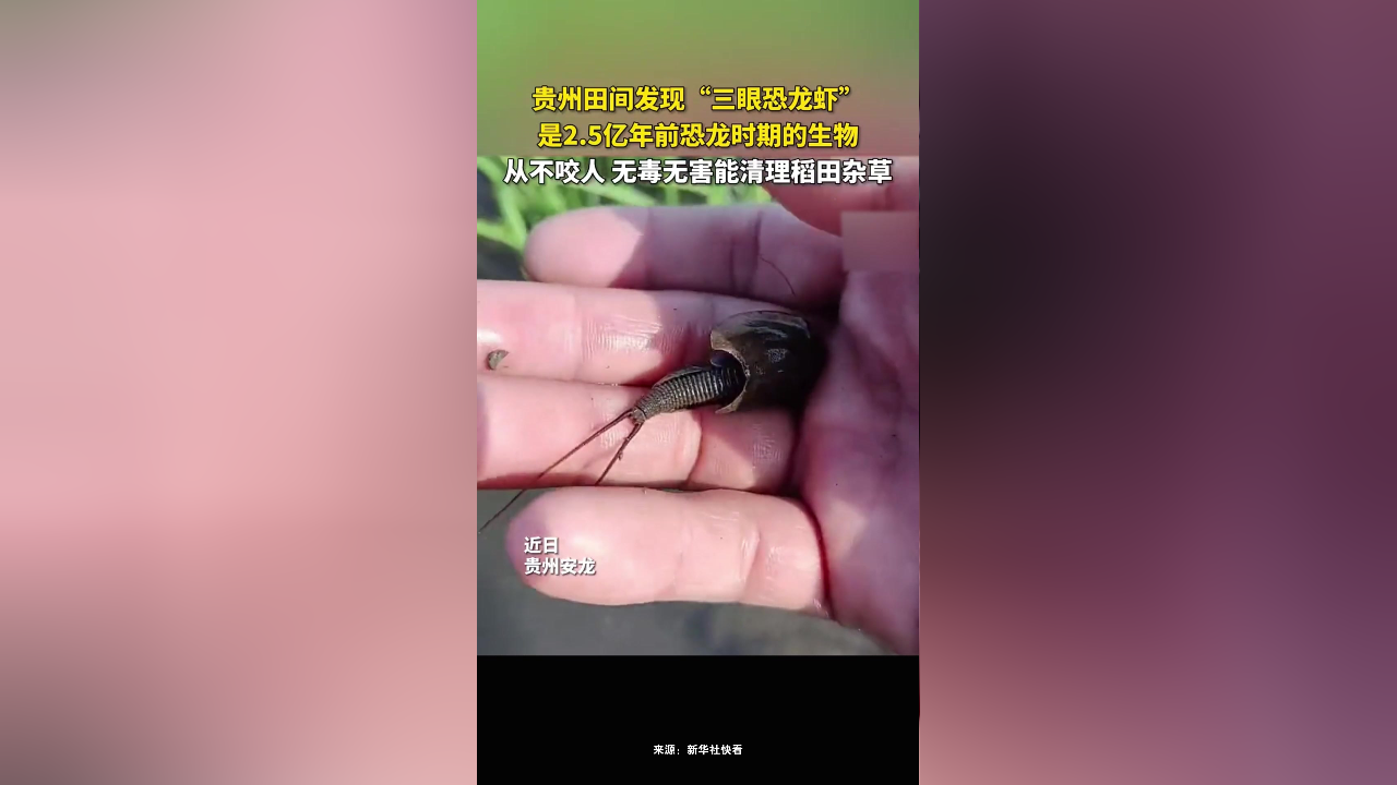贵州田间发现"三眼恐龙虾",是2.5亿年前恐龙时期的生物