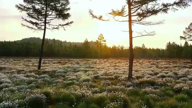 【龙江县融】黑龙江逊克:塔头花开 美如雪绒