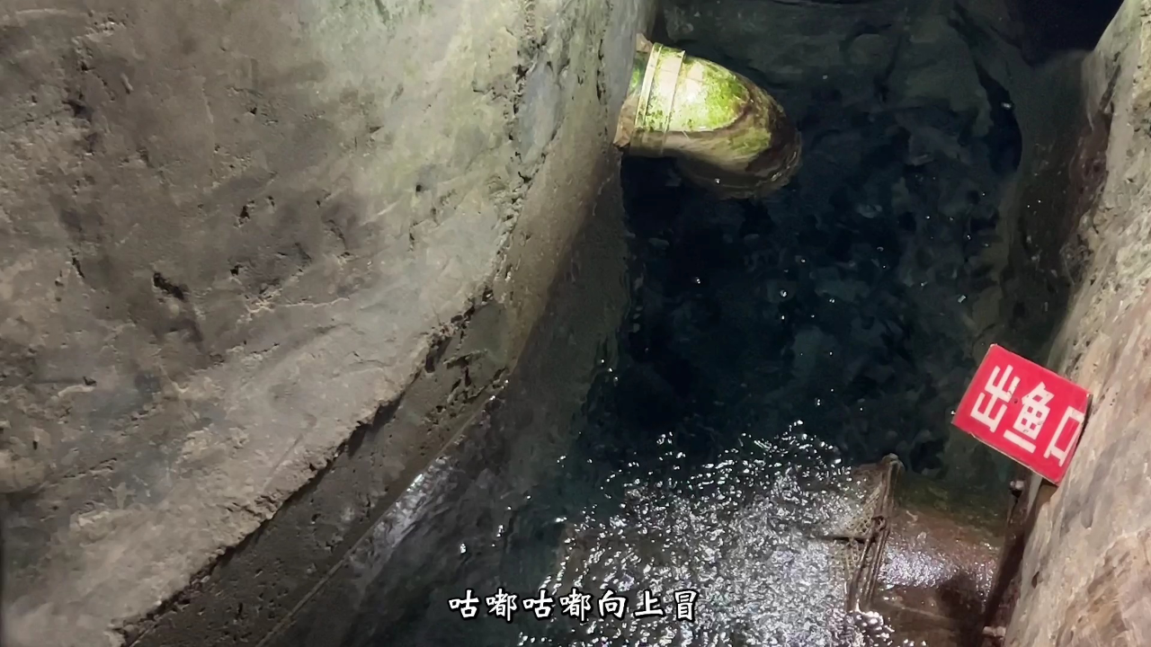 重庆发现神奇鱼泉 堪称聚宝盆 竟然是一位老人做梦挖出来的