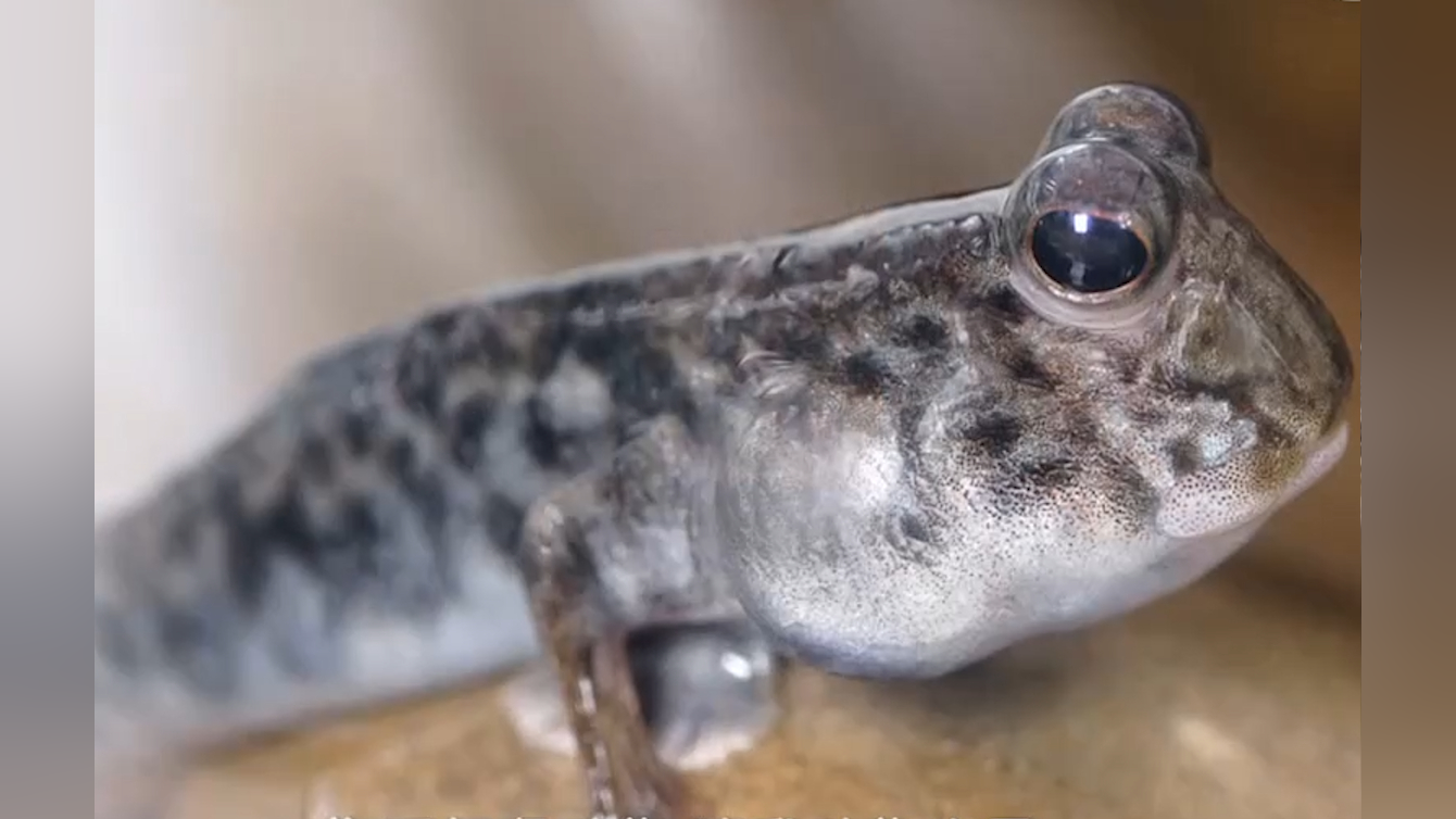 虾虎鱼的名字是怎么来的?它对生命的执着超乎现象,智商很高