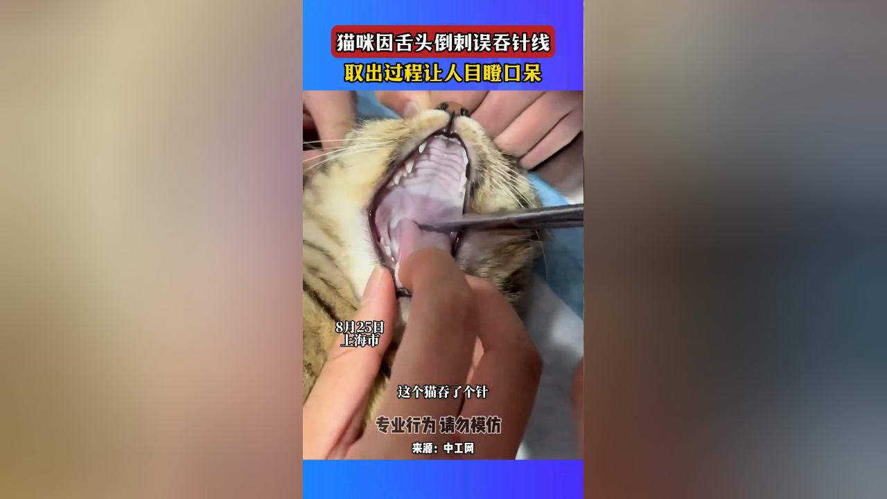 猫咪因舌头倒刺误吞针线,取出过程让人目瞪口呆