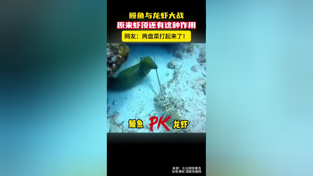 原来虾须还有这种作用网友