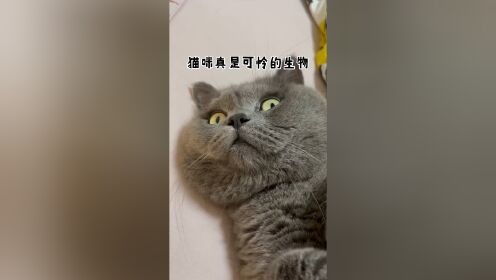 小猫拿着奥特曼的图片图片