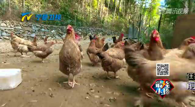 “武松”助阵砍竹子 小伙伴摔碎鸡蛋遭狠批