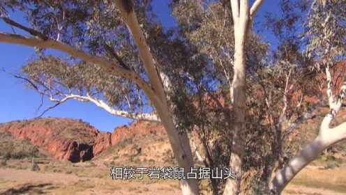 野性澳洲：红袋鼠的沙漠