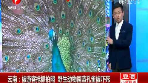 云南野生动物园蓝孔雀被游客抢抓拍照 受惊过度死亡