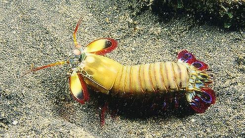 螳螂虾外出觅食，一不小心成了鲽鱼的大餐！
