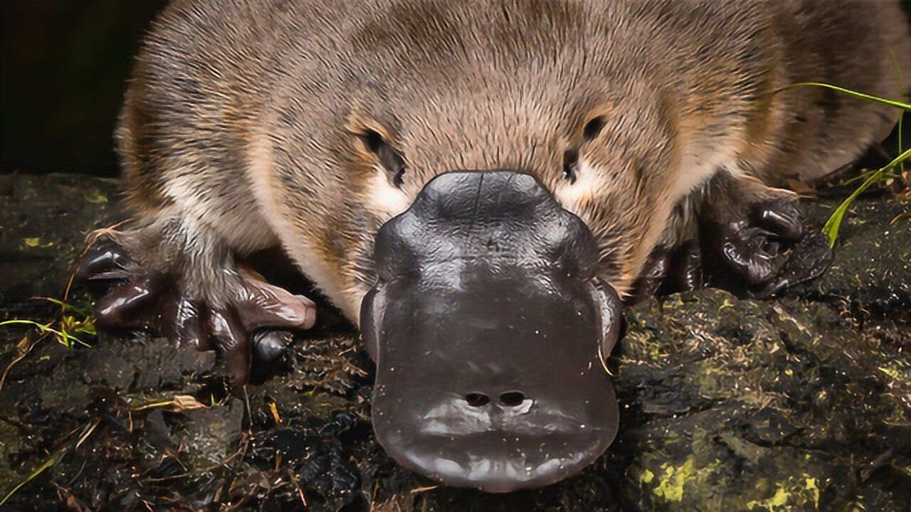 鸭嘴兽捕龙虾,没有牙齿没有胃怎么吃?