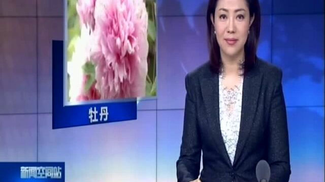 谷雨时节看牡丹 国色天香展风韵