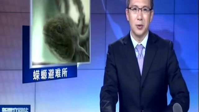 墨西哥:科学家为濒危蝾螈建立避难所