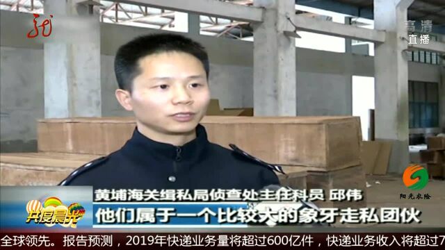 特大走私象牙案告破 集中收网 全链条摧毁国际犯罪集团