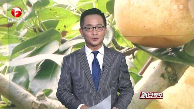 歙县:徽州雪梨迎丰收 户均收入超万元