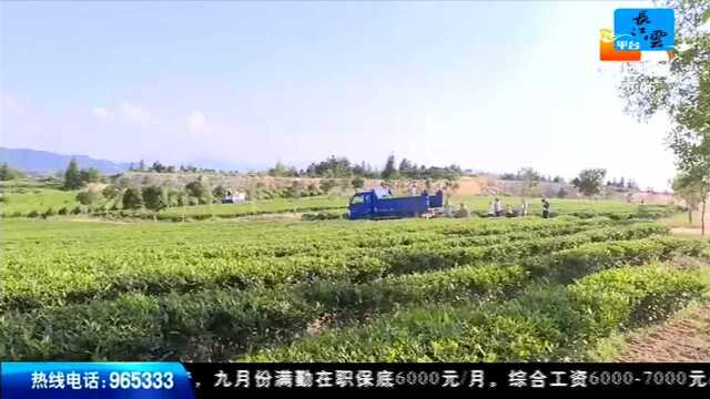 湖北省秋茶开采 产量高价格亲民