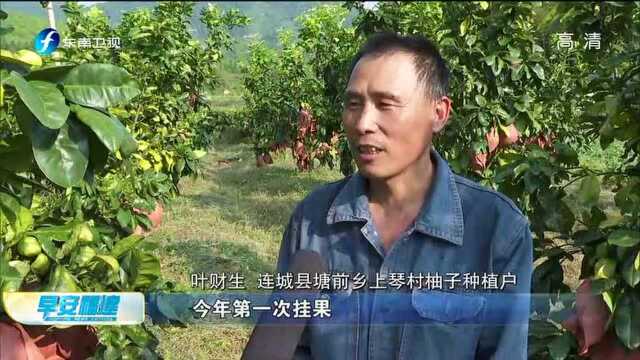 连城塘前:中秋假期采摘游 体验丰收乐