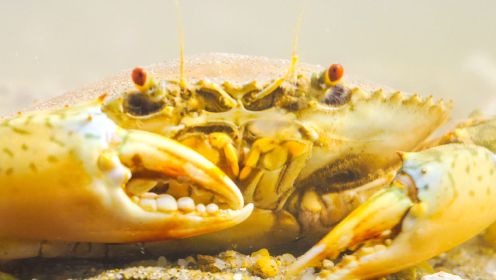 通体金黄！螃蟹中的极品 连厨师烹饪的时候都要小心翼翼 你吃过吗？
