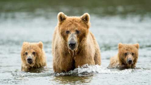 自然世界第1集：走近熊科动物_高清完整版视频在线观看_腾讯视频