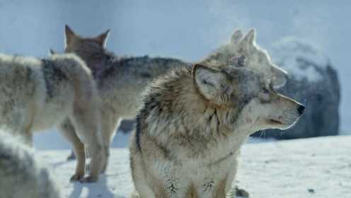 “狼王”杨长生放生最爱的狼崽 ，去守护天山的生态平衡