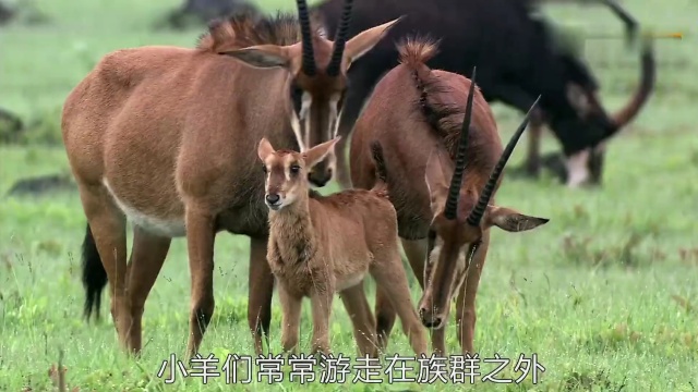 大貂羚亲子关系好弱,幼崽溜走是常事