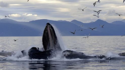 超壮观！上百头座头鲸集体跃出水面