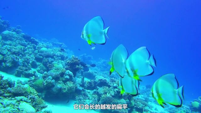 第03集 美丽的珊瑚礁鱼类