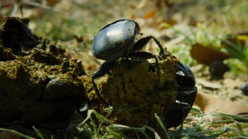 热衷于"滚球"的自然界清道夫蜣螂