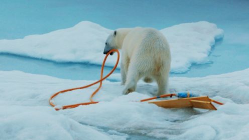 北极熊出没！科研队火速撤离避凶险
