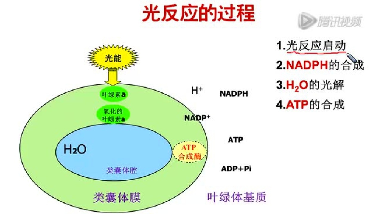 光反应的过程_高清1080P在线观看平台_腾讯视频
