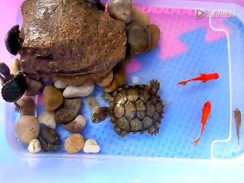 巴西龟吃鱼,乌龟吃活鱼乌龟吃小鱼,乌龟吃鱼