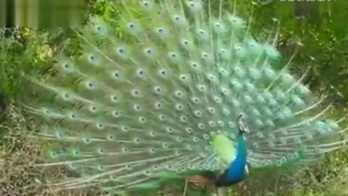 视频: 看看孔雀开屏有多美丽！