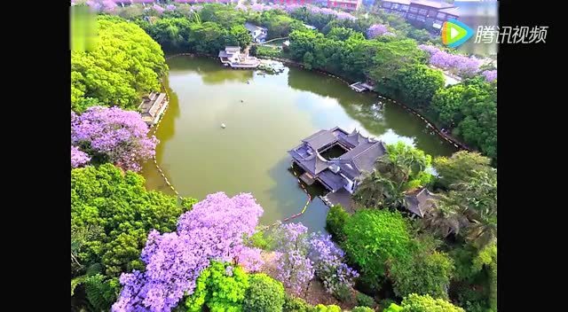 廬江公園航拍藍花楹_騰訊視頻