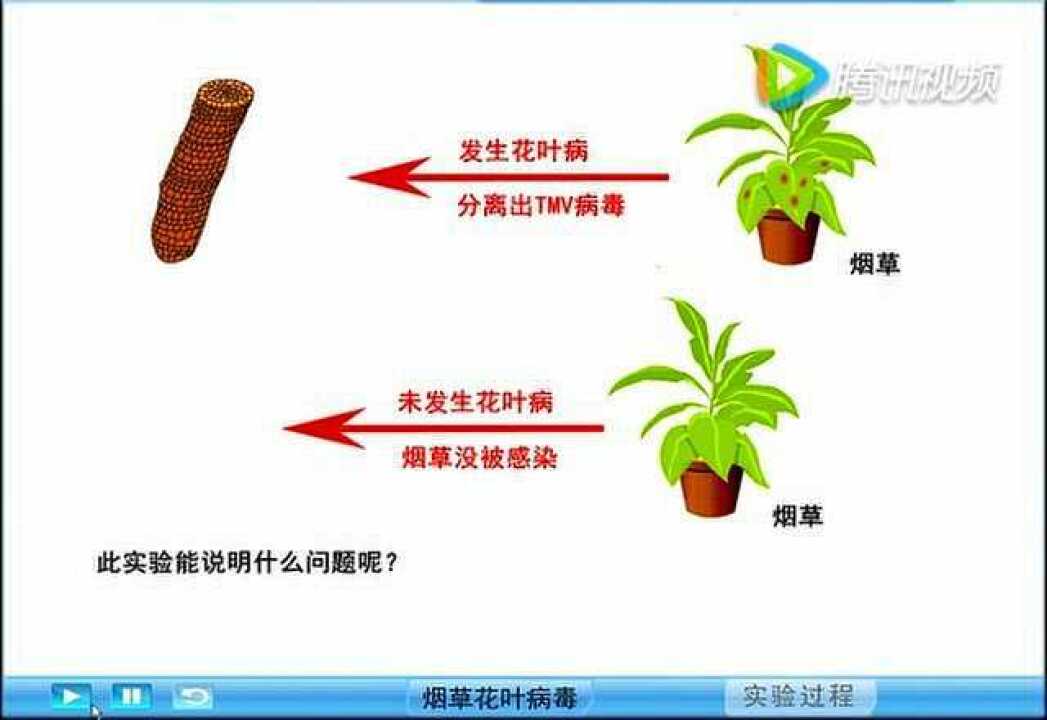 高中生物必修2知识点《烟草花叶病毒实验》腾讯视频}