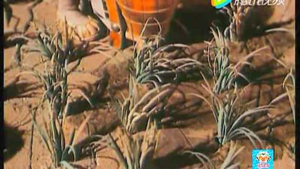国产经典木偶动画片《神笔马良》看了不要哭_高清1080P在线观看平台_腾讯视频