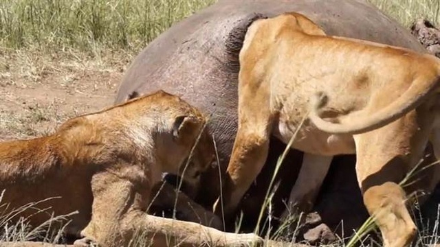 狮子正在吃河马尸体 不料尸体爆出便便吓尿母狮