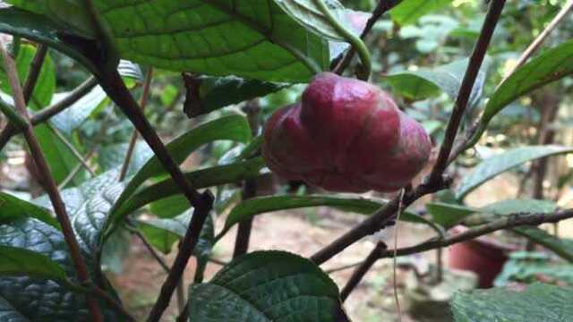 广西斌华农庄凹脉金花茶果实 广西珍稀植物金花茶高清视频