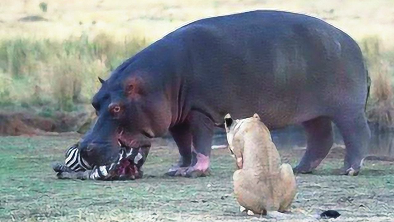 毛孩观影01:09狮子被长颈鹿踢歪脑袋,人都变傻了.