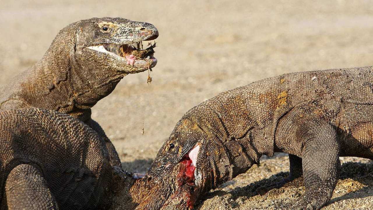 比鬣狗鳄鱼还残忍的科莫多巨蜥生吃一切非洲动物