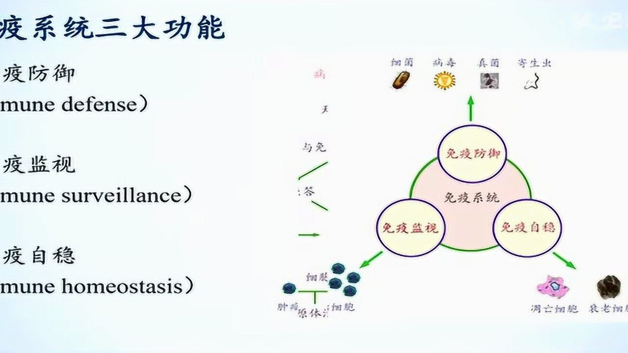 【人卫慕课】医学免疫学-免疫应答过程_高清