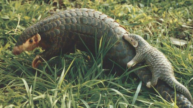 巴西国宝可以拿来当球踢的一种生物