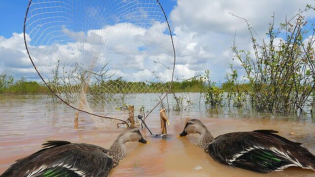 湖边捉野鸭, 农村神人发明的自动捕捉机关, 一抓一个准!